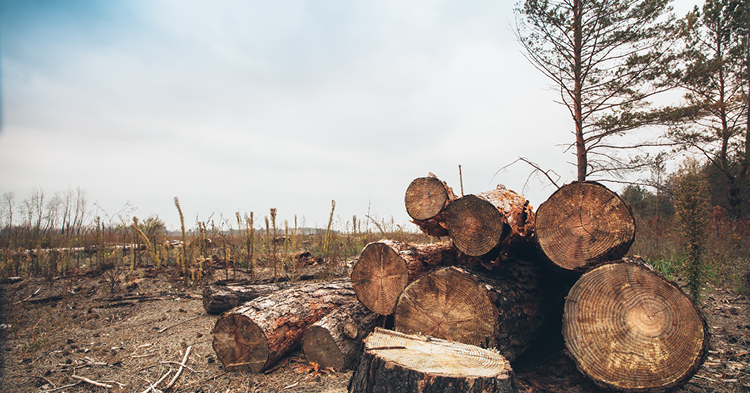 Chopped up pieces of timber