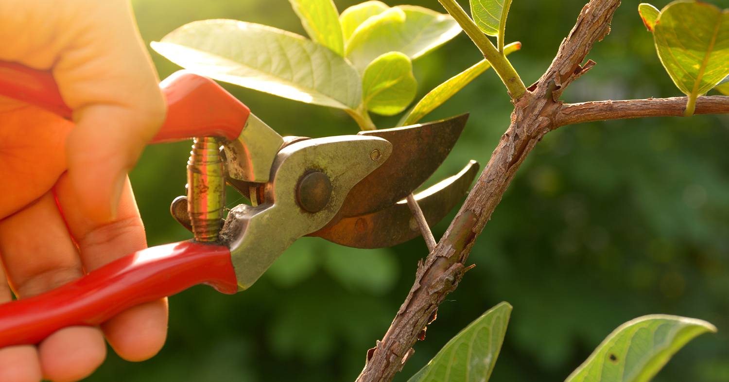 Person with hand held hedge clippers, trimming a tree