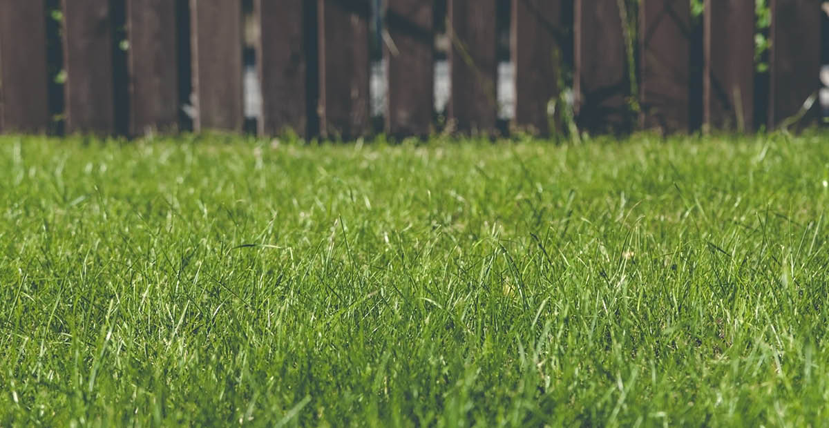 Green grass in a backyard
